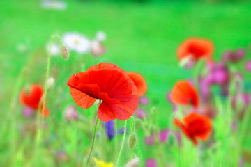 Naklejka premium Poppy.