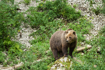 Brown Bear Standing on a Rock in Nature Reserve in Summer
