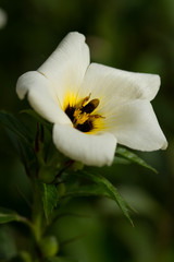 Fototapeta na wymiar Flor jardim abelha