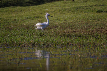 Aigrette neigeuse à Bois-Jolan