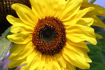 Fototapeta premium Sun flower