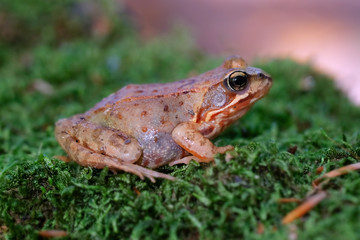 Grasfrosch auf Moos in einer Makroaufnahme