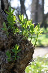 Green spring leaves budding new life
