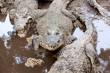 Obraz premium Many crocodiles at the farm in Cuba.