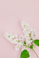 Fototapeta na wymiar Pink background with white lilac flowers
