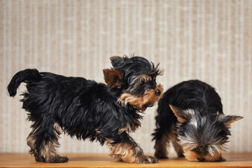 Two puppies Yorkshire terrier dog at home