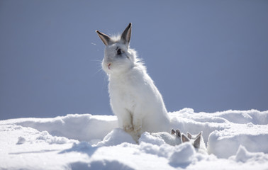 rabbit family, cute white rabbits in the snow