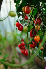 Tomatoes on the garden