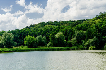 trees and shrubs on the shore