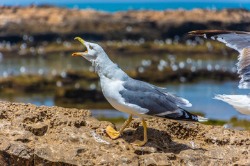 Seagull shouting in the rocky beach of Essaouira, Morocco