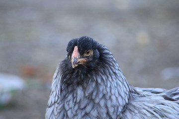 Huhn
