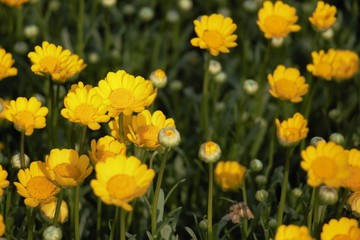 yellow flowers in the garden background 