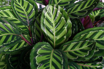 Fototapeta premium Bush of flowers in the garden