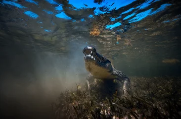 Fotobehang Wild Saltwater alligator crocodile closeup underwater shot in sea water © willyam