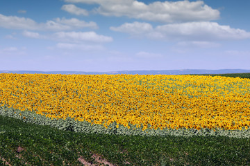 sunflower and soybean field in summer