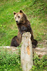 Obraz premium Male Brown Bear Sitting in Green Nature Reserve in Summer