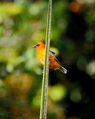 Orange bird perching on tree