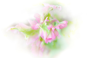 Parrot tulip macro blurred on white background, soft pink and green tones