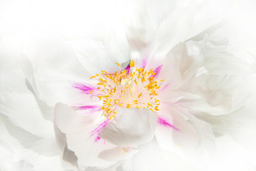 macro of white peony blurred on white background, soft pink petals and yellow stamens