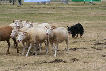 Obraz premium Schäfer