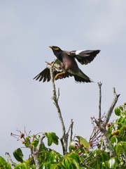 Martin Triste bird in flight on top of tree