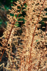 branches of dry grass hemp on a yellow natural background