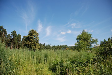 Obraz premium blue sky with feather shaped clouds