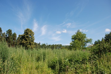 Obraz premium blue sky over the field