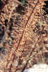 branches of dry grass hemp on a yellow natural background