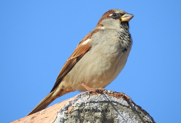 House Sparrow in Algarve, Portugal 