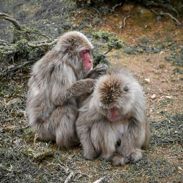 MACAQUE