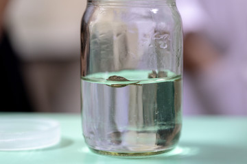 Plant tissue culture techniques in laboratory.