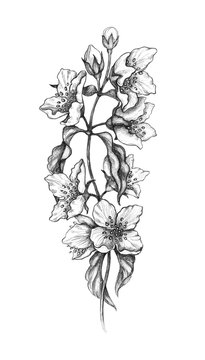 Jasmine Flowers Pencil drawing