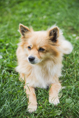 Portrait of cute small yellow mongrel dog laying in grass outdoors. Horizontal color photography.