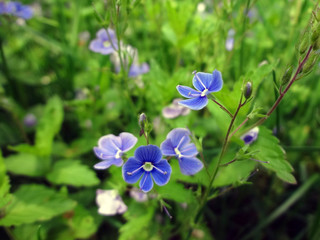 blue flowers on background of green grass