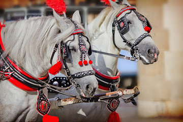 Fototapeta na wymiar a pair of white horses in harness closeup