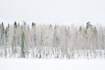 Winter forest