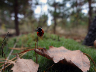 ladybug on a leaf