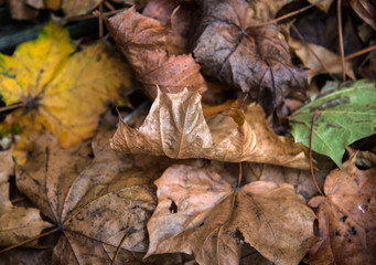 Autumn fall leaves lying settled on the ground
