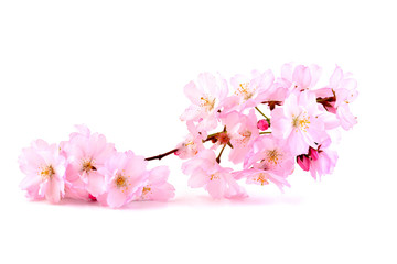 Cherry Blossoms, spring pink flowers. Branch of sakura with flowers and leaves on white background.