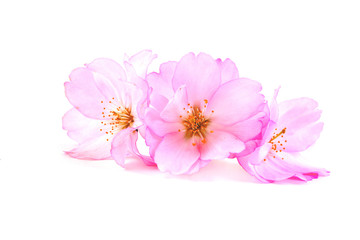 Cherry Blossoms, spring pink flowers. Branch of sakura with flowers and leaves on white background.