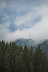Cloudy grey rainy sky over old green coniferous wood at scenic highlands. Vertical color photography.