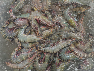 Fresh raw tiger prawns on sale in the market.