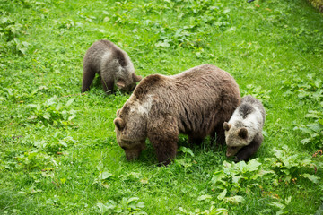 Female Brown Bear with Cubs Grazing in Green Nature Reserve in Summer