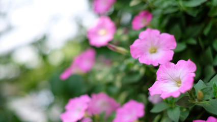 Fototapeta premium Colorful petunia grandiflora flower growing and blooming in the thailand garden