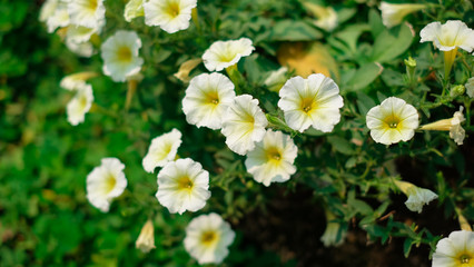 Colorful petunia grandiflora flower growing and blooming in the thailand garden
