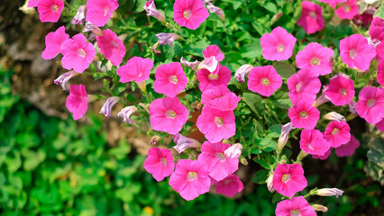 Colorful petunia grandiflora flower growing and blooming in the thailand garden