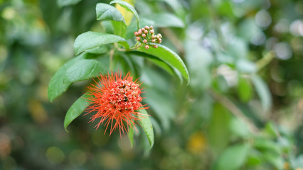 Colorful  flower growing and blooming in the thailand garden , green blurred background