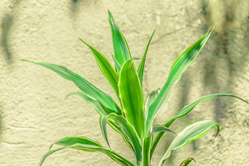 Big Leaves Plant Over White Wall