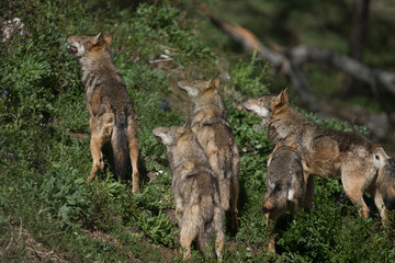 parco nazionale d'abruzzo 2019